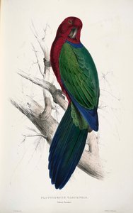 Prosopeia tabuensis